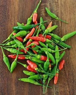 FURYHUB Mirch/Chilli Plant