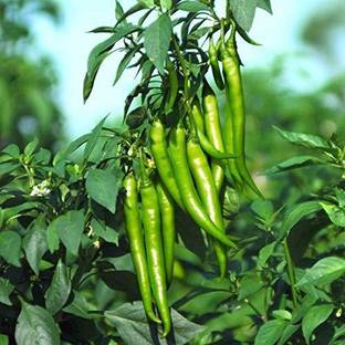 YOUNG STAR CHILLI (MIRCHI) SEED Seed