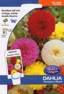 VibeX GBPT-370-Flower - Dahlia Showpiece Mixed Seed