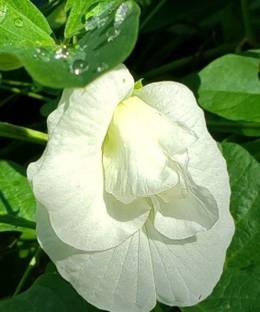 PB honey priya plant Aparajita/ Butterfly Pea Plant