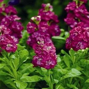 VibeX Stock Rose (Matthiola Incana Ten Week) Seed