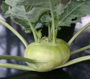 WASP गांठ गोभी (Ganth Gobhi) Knol Khol Seed