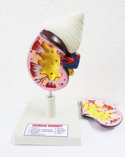 dwij collection human kidney 3D model , disectable and each part labeled for schools and labs Anatomical Body Model