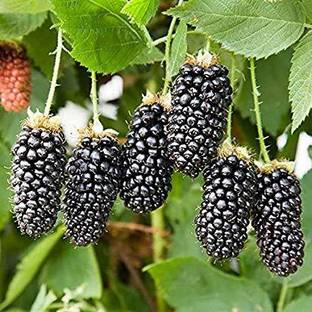 Plants Point Shahtoot/Mulberry Plant