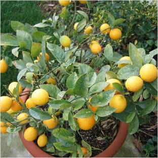 Plants Point Lemon Plant