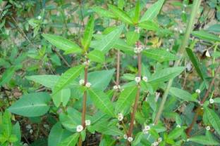 Indiana Herbalife Joy Weed Plant