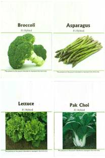 VibeX RDX-82-Easy Gardening Asparagus, Broccoli, Lettuce, Pak Choi F1 Hybrid Seed Kit Seed