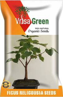 Vrisa Green FICUS RELIGIOUSIA Seed