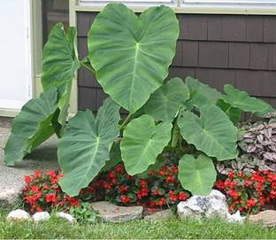 saraswati traders 2 Bulbs of Rarest Alocasia Sarawakensis Yucatan Princess Elephant Ear Macrorrhiza for Growing seeds Seed