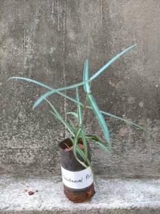 Indiana Herbalife Indian Sarsaparilla Plant