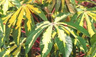 Indiana Herbalife Cassava Plant