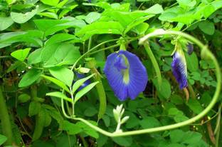 GRAH PRAVESH Aparajita/ Butterfly Pea Plant
