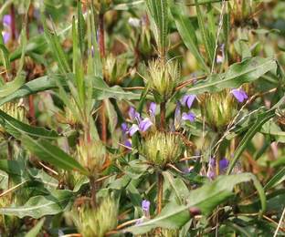 Indiana Herbalife Marsh Barbel Plant