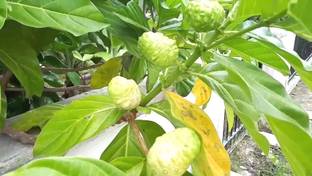 Indiana Herbalife Shahtoot/Mulberry Plant