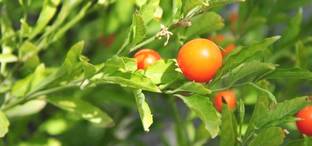 Indiana Herbalife Ashwagandha/Indian Ginseng