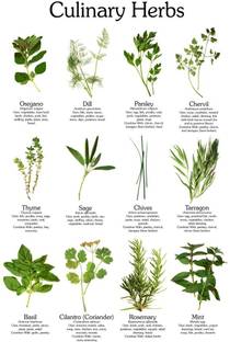 ActrovaX Culinary herb kit-oregano, dill, parsley, chervil or lovage,Mint,etc Seed