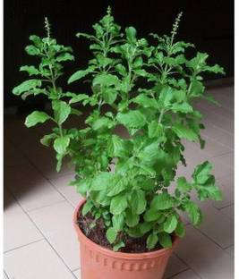 Plants Point Tulsi Plant