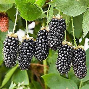 Plants Point Shahtoot/Mulberry Plant