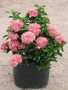 Cloud Farm Marigold Plant