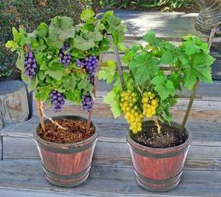 Flora Guards Grape Plant