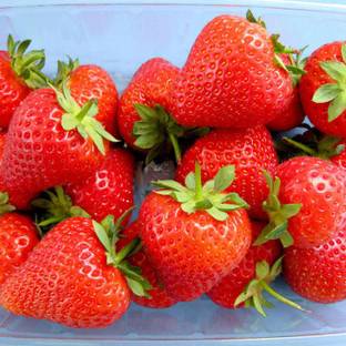 FRESHO Strawberry Seed
