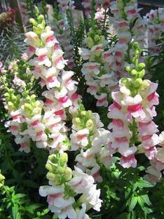 LIVOX ANTIRRHINUM MIXED FLOWER Seed