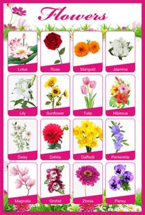 Flowers Educational Charts for Kids Home and School | Flower name Chart with quality images Paper Print