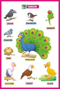 Birds Chart Learning For Kids | Picture Chart of Birds Paper Print