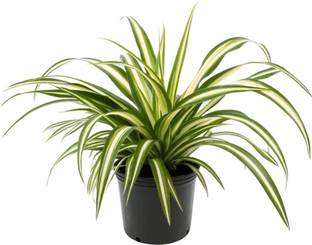 Risenshine Spider Plant