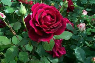 FRESHO ROSE Seed