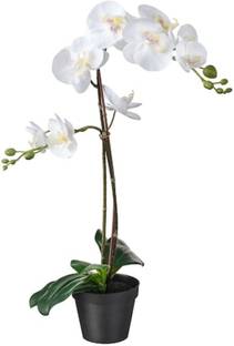 IKEA Item part number : 202.949.40 Artificial Potted Plant, Orchid white, 12 cm (4 ¾ ") Wild Artificial Plant  with Pot