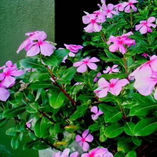 Subhadra Sadabahar Plant