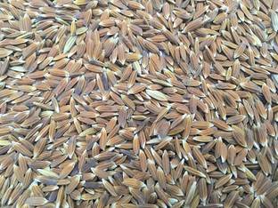 Green World RED RICE RAREST RED SALI / RAKTH SHALI PADDY SEEDS - 100 GMS FOR FARMING Seed