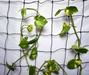 world net enterprise Plant Support Net and Gardening Netting Black Colour 6Ft x 3 Ft Hiking Net