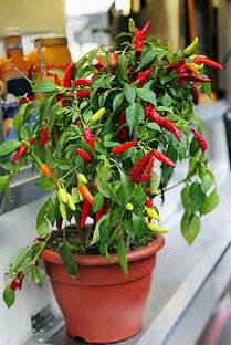 Springer Mirch/Chilli Plant