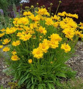 Paudha Coreopsis Seed