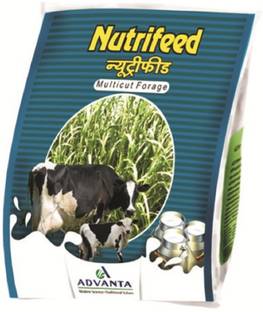 PURE AGROVET ENTERPRISES ADVANTA Nutrifeed Multi-cut Perennial Hybrid Green/Hay Fodder Grass Seeds for Cow, Buffalo, Goat, Sheep & Pig (Pack of Average 500 Gram) Seed