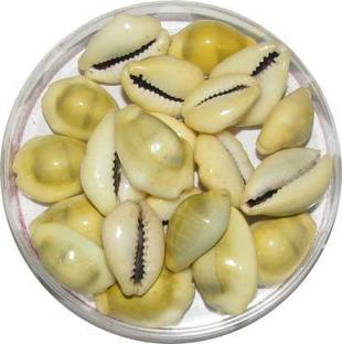 omkar Yellow Cowrie - Kawdi Kaudi Kowdi Sea Shell (21 Pieces) Sacred Shankh