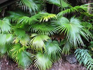 Green World BUTTON PALM / ASSAM FAN PALM / LIVISTONA JENKINSIANA ORNAMENTAL TREE SEEDS ( 5 GMS SEEDS ) Seed