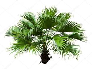 Green World CHINA FAN PALM / LIVISTONA CHINENSIS ORNAMENTAL TREE SEEDS ( 10 GMS SEEDS ) Seed