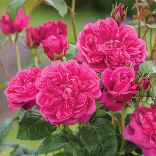 greengrow Rose Plant