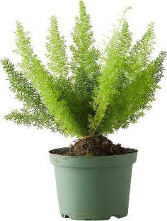 ReliaShield Foxtail Palm Plant