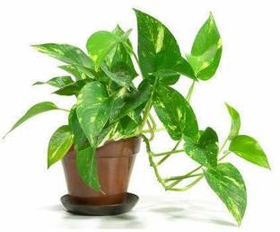 MagicQueen Money Plant