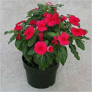 ReliaShield Sadabahar Plant