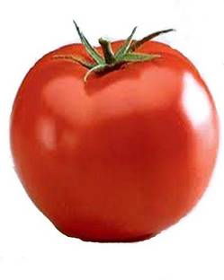 V Seed Tomato / Tamatar Seed