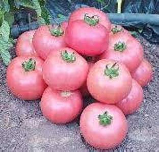 Sjeme Caspian Pink tomato seeds Seed