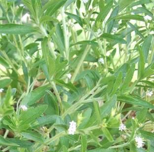 Indiana Herbalife Stevia Plant
