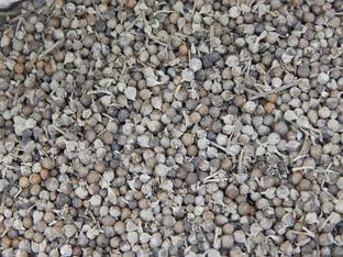 Urancia Nirgand Nirgundi Vitex Negundo Seed Dried 50gm Seed