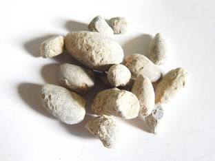 Urancia Ber Pathar Hajrul Yahood Sange Yahood Ber Patthar Bhasma Badarashma Hazrul Yahud 100g Crystal