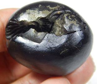 hoseki Sacred Adbhut Vaikutha Sarv Shaligram Nepal Kali Gandaki stone Regular Asymmetrical Crystal Stone